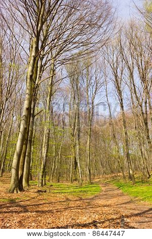 Spring forest