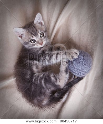 funny gray kitten