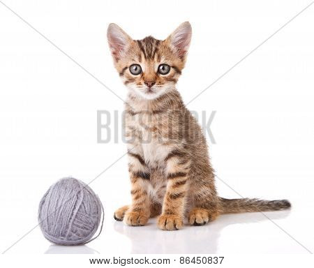 striped kitten with gray ball