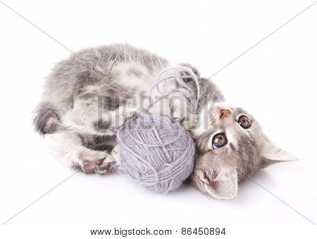 playful  kitten with gray ball