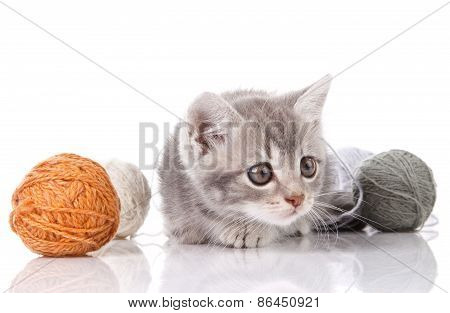 gray kitten
