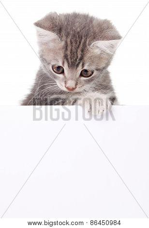 gray cat with white board