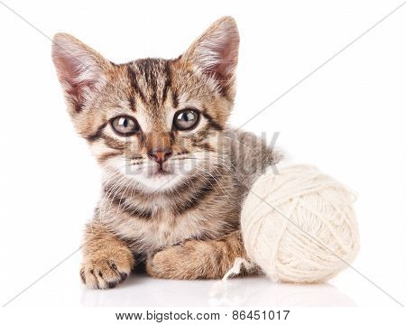 beautiful kitten