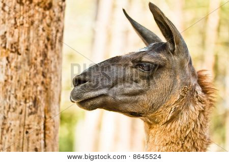 Lama hoved
