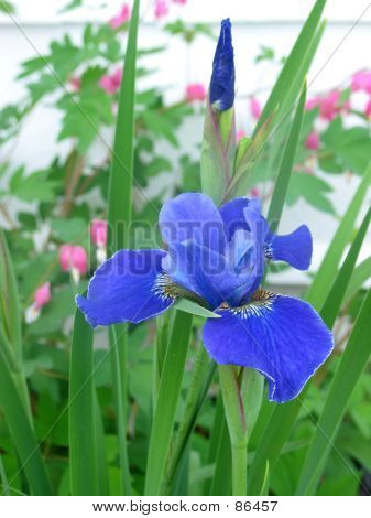 Sibirisk Iris 1