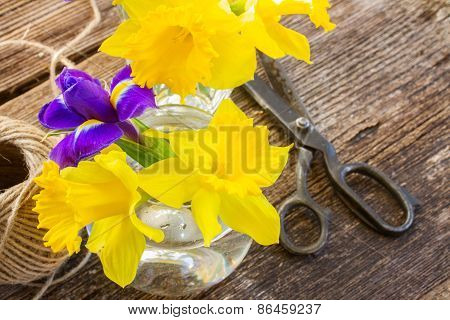easter daffodil