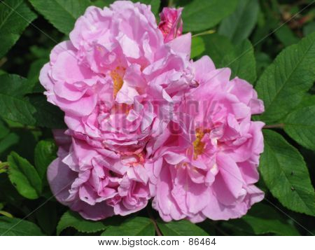 Rosa Strauch-Rose 1