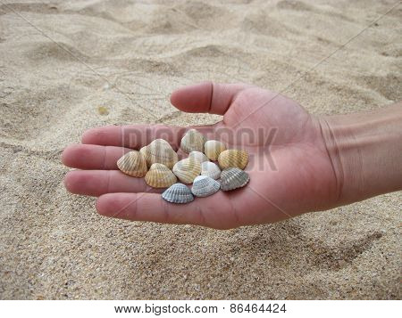 Cockleshells In A Hand.