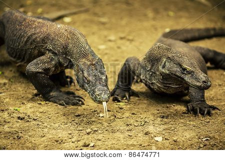 Pair Of Komodo Dragon