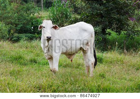Nellore - Brazilian Beef Cattle In Field, White Bull