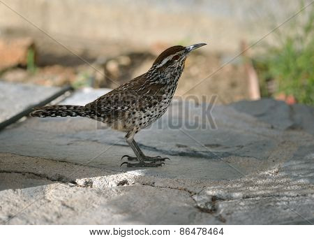 Female Cactus Wren