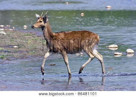 swamp deer crossing the Karnali river, Bardia, Nepal