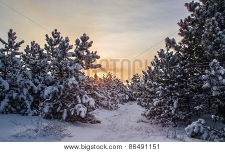 Landscape, Sunrise In Winter Forest