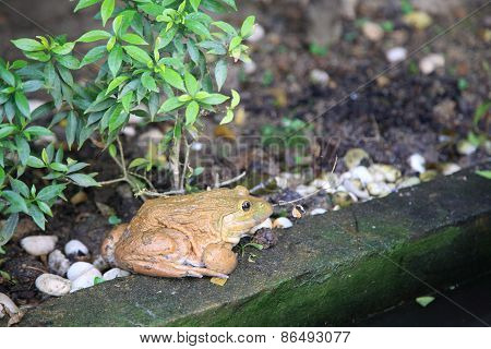 Big Brown Frog