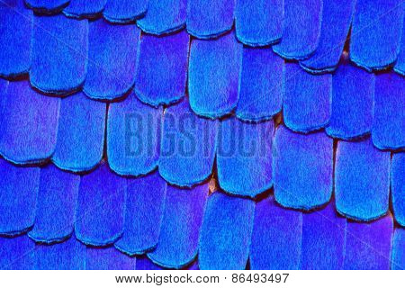 Extreme 20x detail of Morpho Rhetenor Cacica butterfly wing.