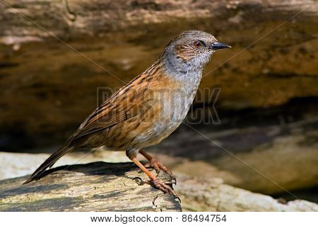 Dunnock bird on the branch