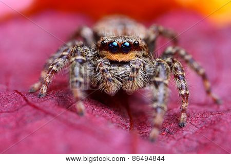 Jumping spider Marpissa muscosa