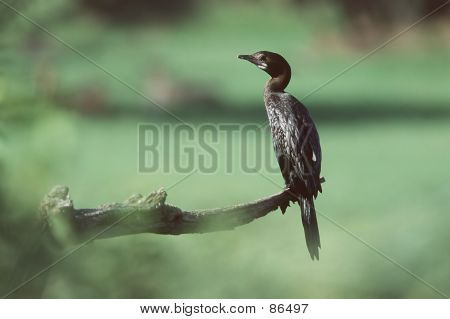 Kormoran