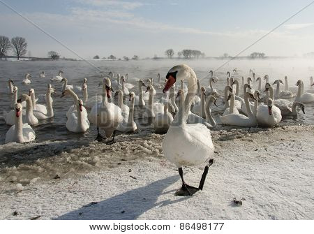 Swans and Winter