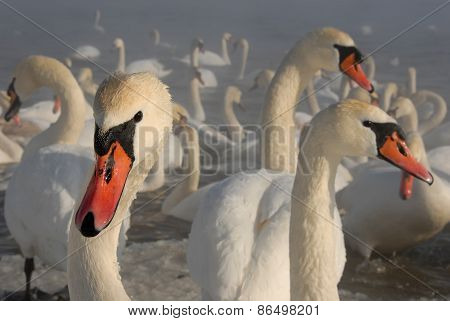 Swans and Winter