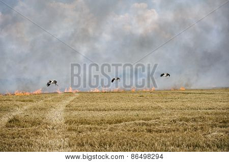 Storks and fire