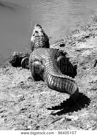 Alligator lying on a river bank