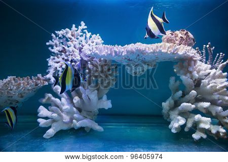 Tripical Fishes And White Coral In Aquarium