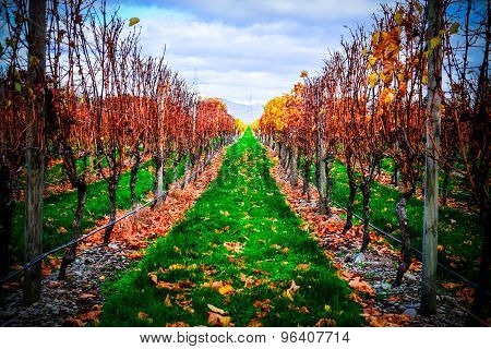 Winery Near Blenheim New Zealand. Picturesque Panoramic View In Autumn Color