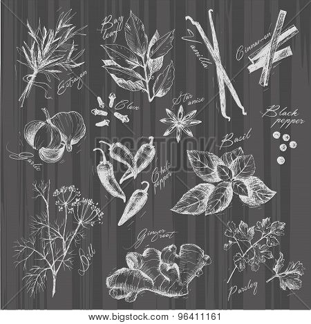 Vector collection of ink hand drawn spices and herb.