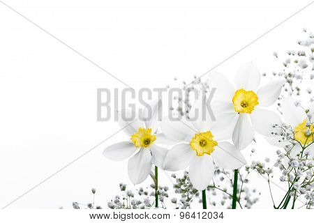 Spring floral border, beautiful fresh narcissus flowers