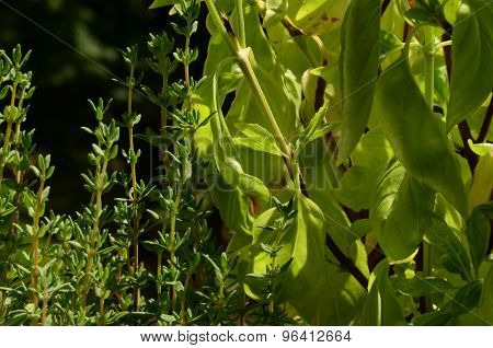 Thyme and basil in window box.  Spicy still life.