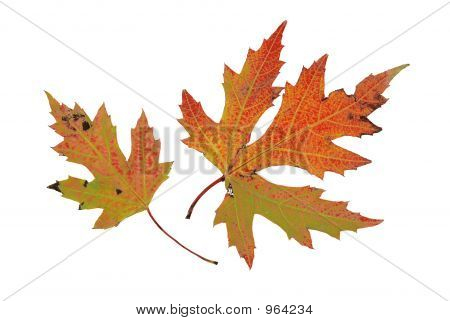 Autumn Leaves
