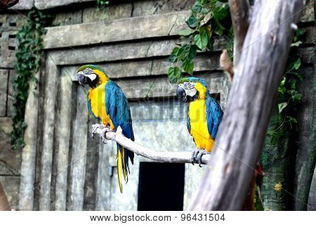 parrot bird sitting on the branch