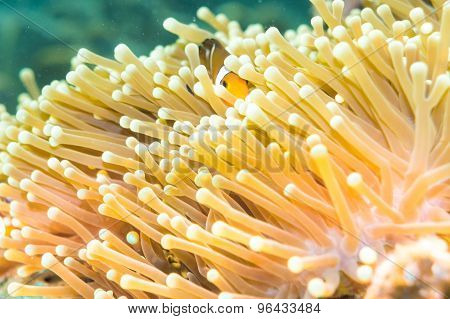 Clown Anemonefish Swimming Among The Tentacles Of Its Anemone Home.