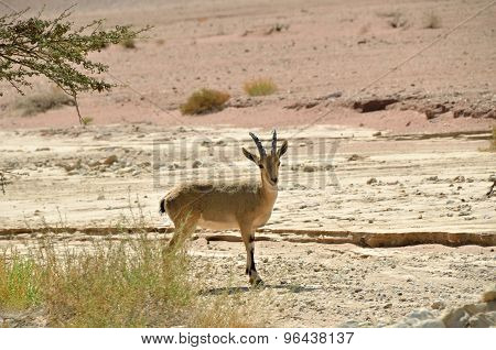 Goat, Timna Park, Israel