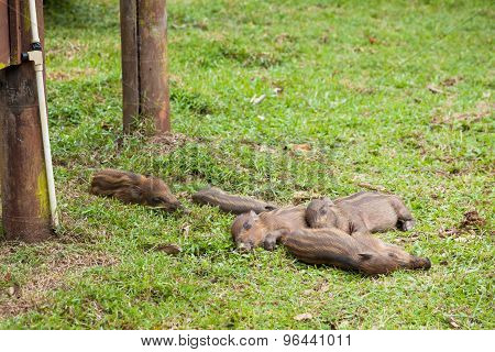 Baby wild boars sleeping on grass