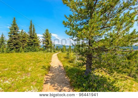 Beautiful Mountain Trail. Blackwall Peak Trail at Manning Park in British Columbia. Canada.