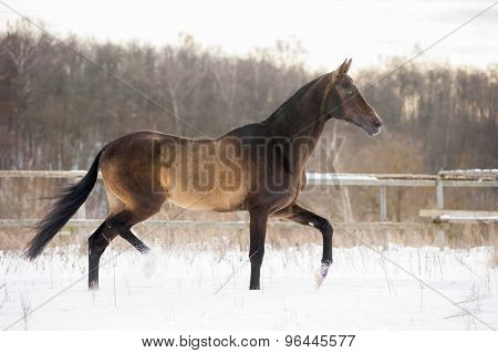 Dark Buckskin Akhal-teke Horse Trotting In Winter Paddock