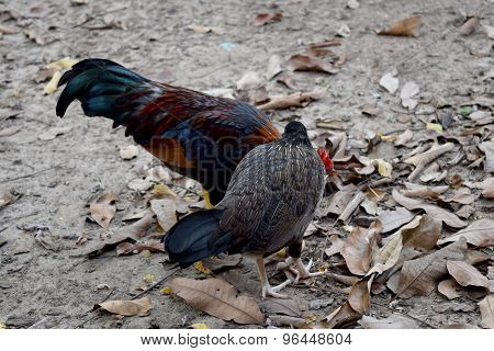 chicken bantam and hens chicken -  animal of wildilfe