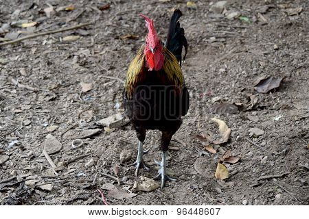 yellow black chicken bantam  -  animal of wildilfe