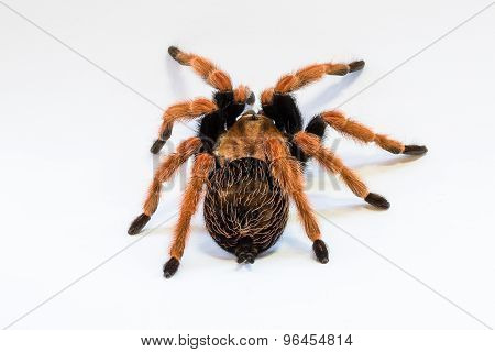 Mexican Tarantula