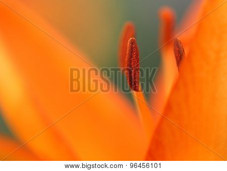 Orange Lily - macro.