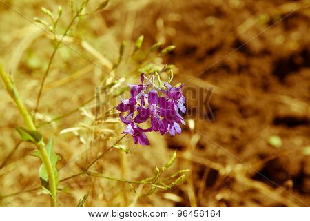 Wild Flower