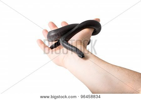 Snake in hand
