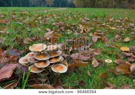 Forest Mushrooms