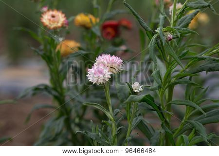 Strawflower - Stock Image
