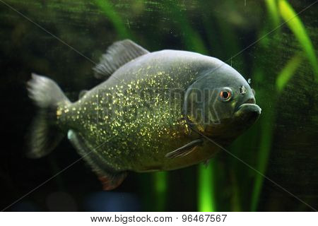 Red-bellied piranha (Pygocentrus nattereri), also known as the red piranha. Wildlife animal. 
