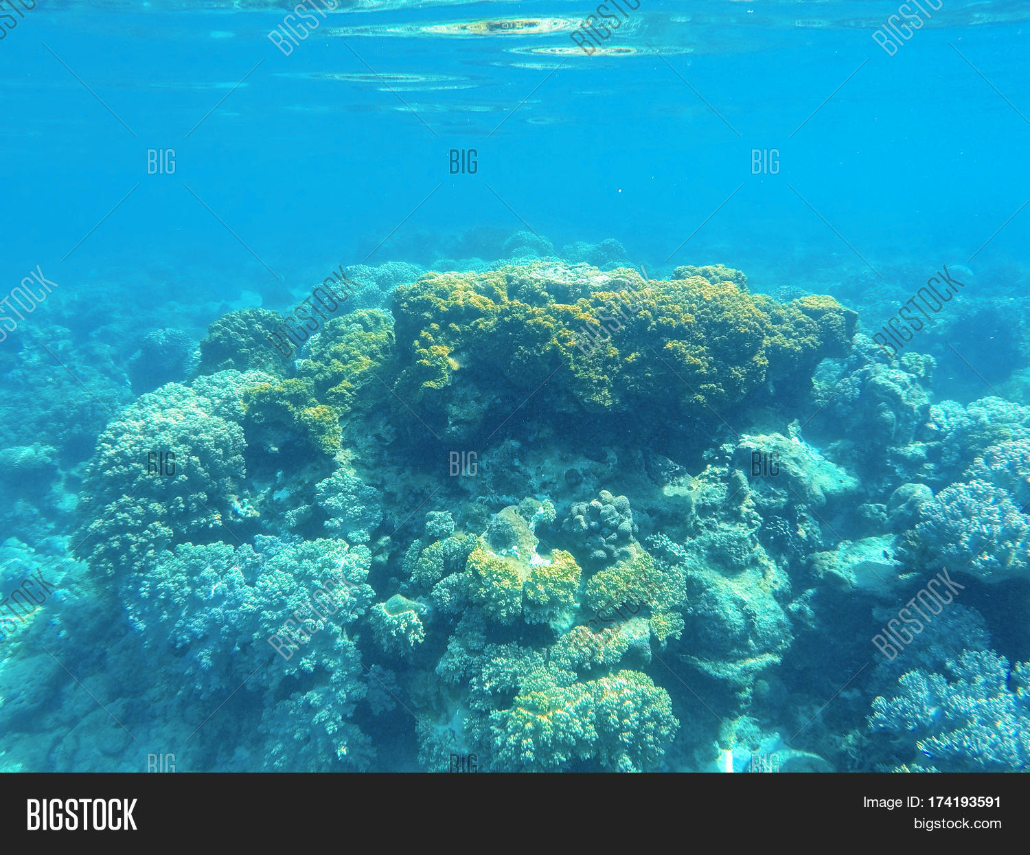 Underwater Landscape Image & Photo (Free Trial) Bigstock