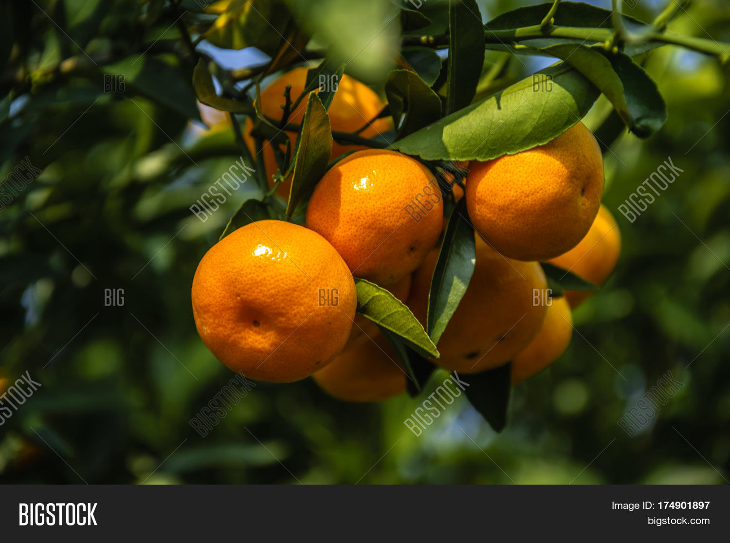 Aranjas Orange Fruit Closeup Image & Photo (Free Trial) | Bigstock