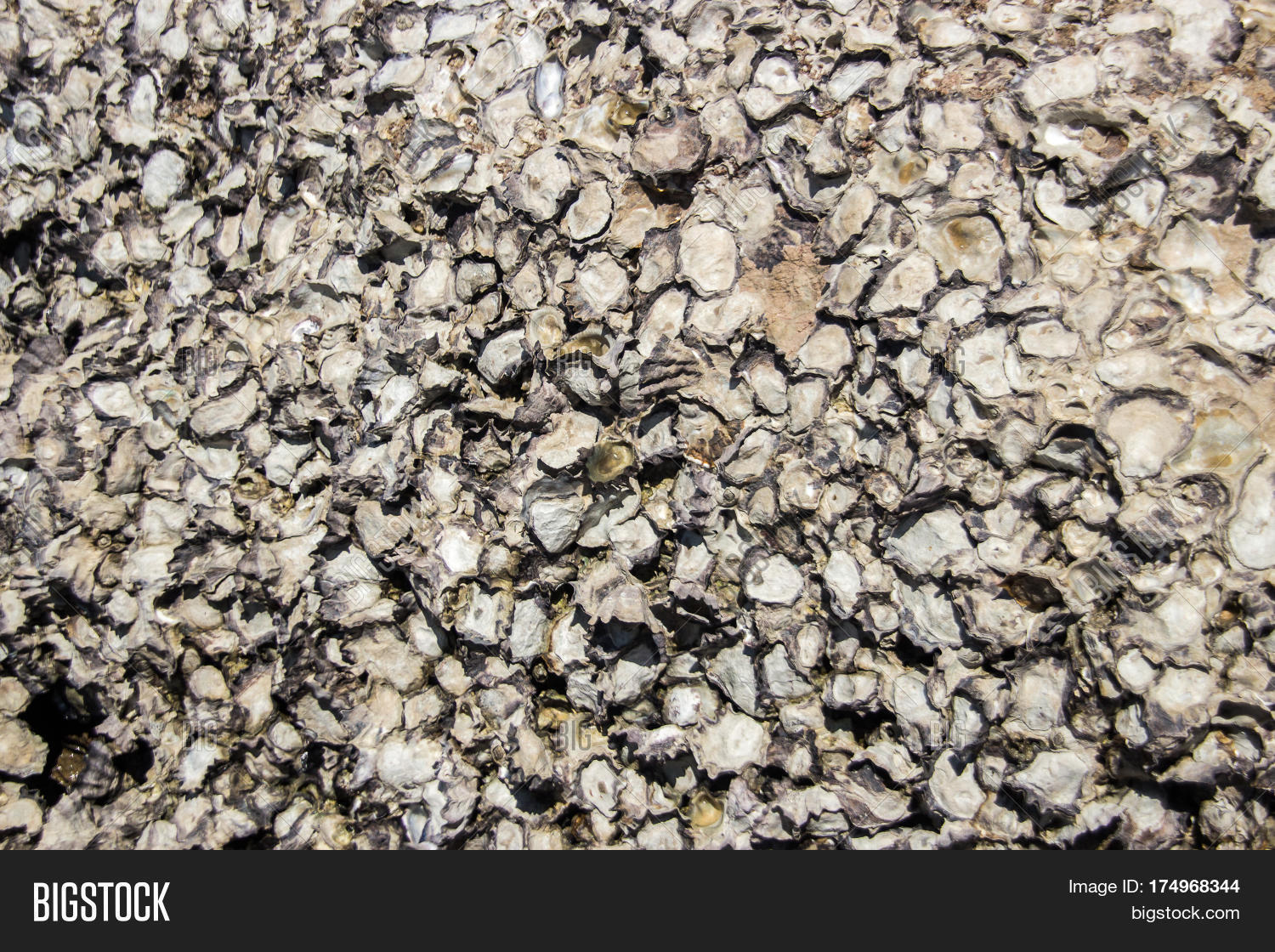 Tombstone Shell Bocome Image & Photo (Free Trial) | Bigstock